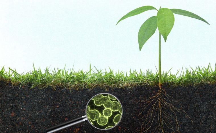 Peran Bahan Organik Untuk Perbaikan Kesuburan Tanah