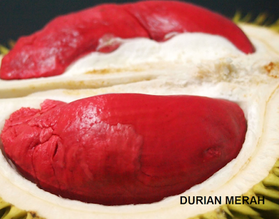 durian.png